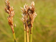 Carex integra