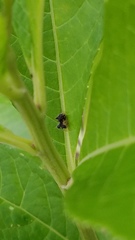 Cyphonia clavigera