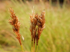 Carex integra