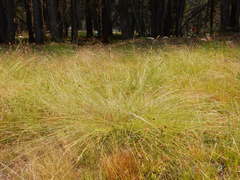 Carex integra