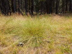 Carex integra