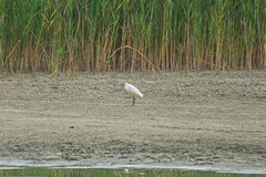 Egretta garzetta