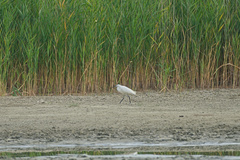 Egretta garzetta