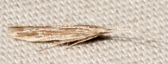 Coleophora quadruplex