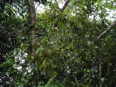 Phoradendron perrottetii