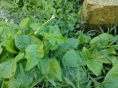 Nicotiana plumbaginifolia