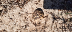 Testudo hermanni hermanni