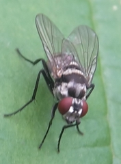 Limnophora obsignata