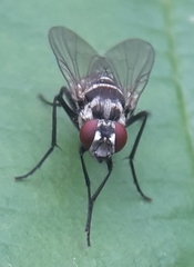 Limnophora obsignata