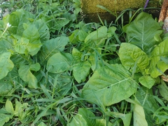 Nicotiana plumbaginifolia