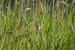Acrocephalus arundinaceus