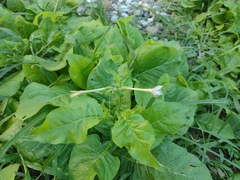 Nicotiana plumbaginifolia