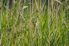 Acrocephalus arundinaceus