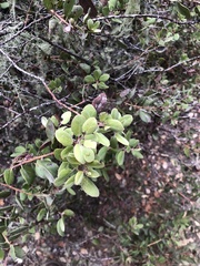 Arctostaphylos morroensis