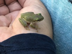 Hyla squirella