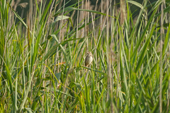 Acrocephalus arundinaceus