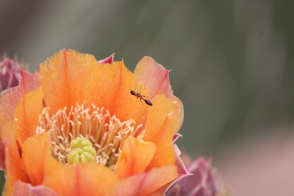 Pseudomyrmex championi