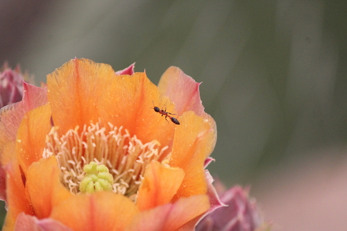 Pseudomyrmex championi
