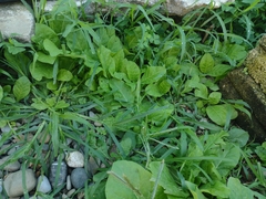 Nicotiana plumbaginifolia