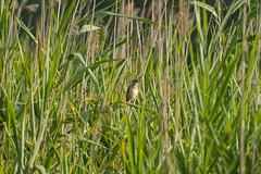 Acrocephalus arundinaceus