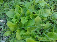 Nicotiana plumbaginifolia