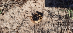 Testudo hermanni hermanni