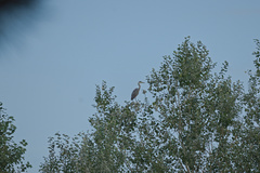 Ardea cinerea