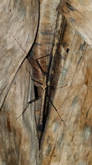 Pseudophasma bispinosum