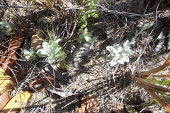Helichrysum litorale