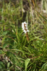 Bistorta officinalis officinalis
