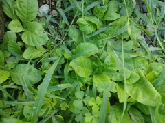 Nicotiana plumbaginifolia