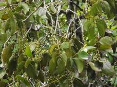 Phoradendron perrottetii