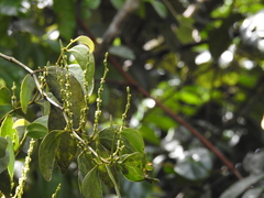 Phoradendron perrottetii
