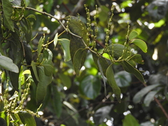 Phoradendron perrottetii