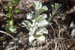 Helichrysum litorale