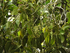 Phoradendron perrottetii