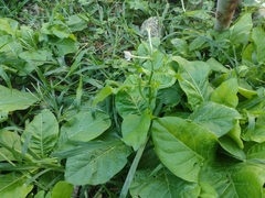 Nicotiana plumbaginifolia