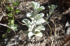 Helichrysum litorale