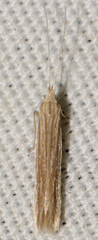 Coleophora quadruplex