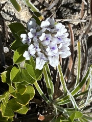 Psoralea sabulosa