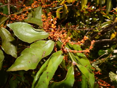 Phoradendron piperoides