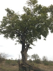 Diospyros mespiliformis