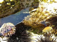 Bunodosoma californica