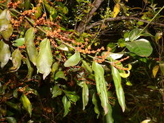 Phoradendron piperoides