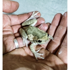 Trachycephalus quadrangulum