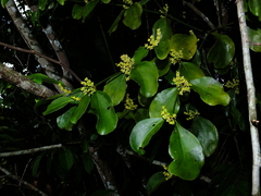 Phoradendron racemosum