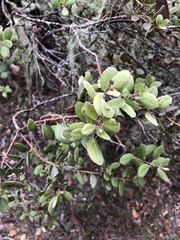 Arctostaphylos morroensis