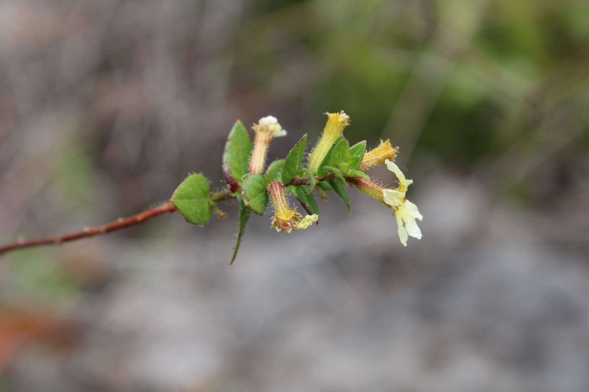 Cuphea flava