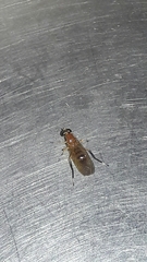 Ptecticus testaceus