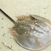 Indo-Pacific Horseshoe Crab - Photo (c) minder-singh, some rights reserved (CC BY-NC)